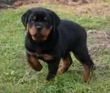 罗威纳犬|罗威纳犬禁食的五大食物介绍