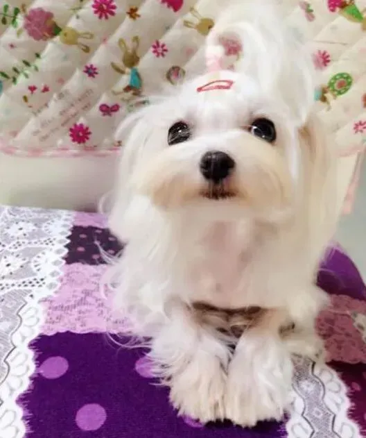 马尔济斯|给马尔济斯犬零食吃的重要提示