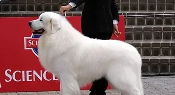 大白熊犬身高 大白熊公犬身高在69到81厘米 | 大白熊犬