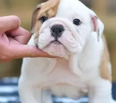 英国斗牛犬|如何谨慎对待步入老年的斗牛犬