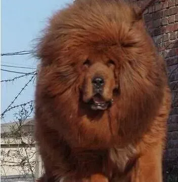 藏獒|如何做好秋季饲养藏獒工作的要点介绍