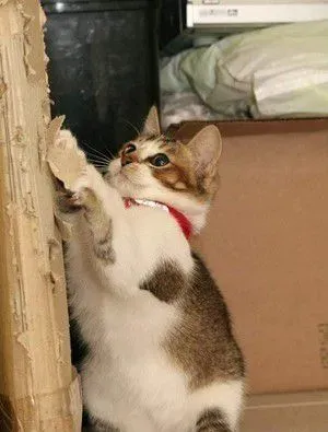 分享主子的巨无霸猫砂块 超像还没炸的鸡排 | 猫
