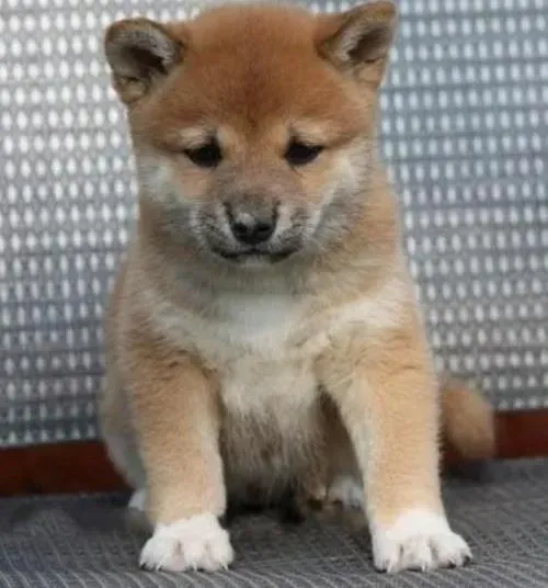 柴犬|三个多月的柴犬可以剃毛吗