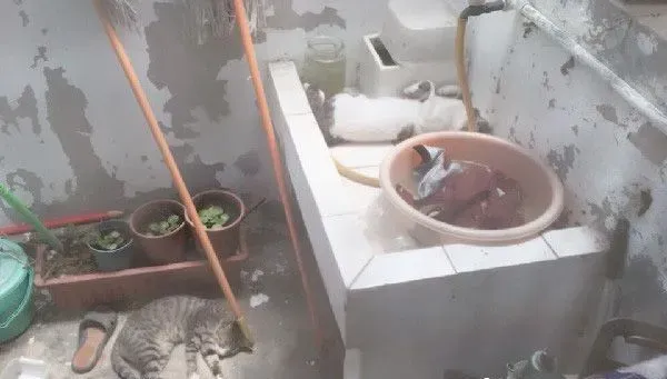 把罐罐交出来！猫猫们呛声讨保护费