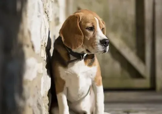 比格犬怎样服从训练 要保持一个良好的态度去训练 | 比格犬