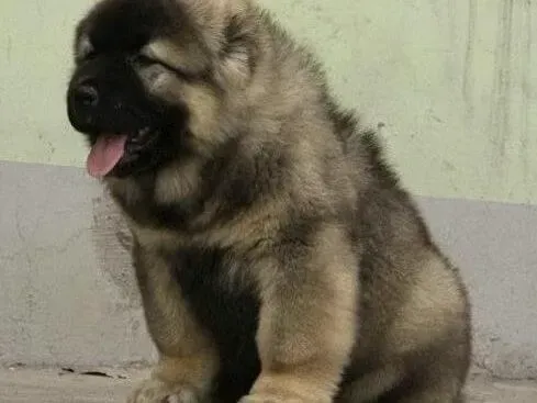 高加索犬|1个多月的高加索犬呕吐白色的物体怎么办是好