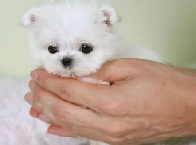 马尔济斯|马尔济斯犬分娩前后的经验之谈