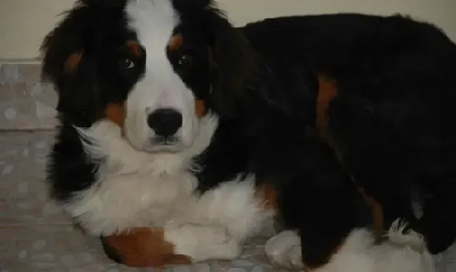 伯恩山犬|想要伯恩山犬的牙齿保持健康状态需要做些什么