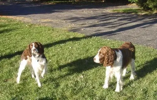史宾格犬什么时候断尾 史宾格犬出生2到3天内 | 史宾格犬