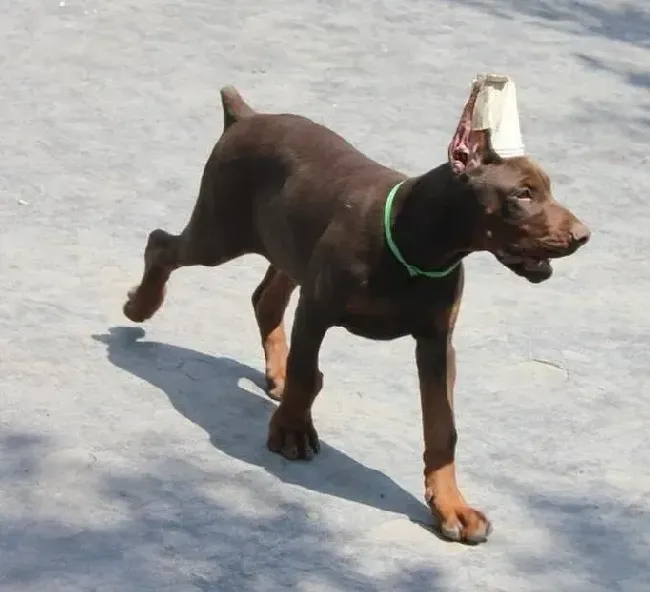 杜宾犬|杜宾犬拉稀不吃狗粮吐黄水是什么问题