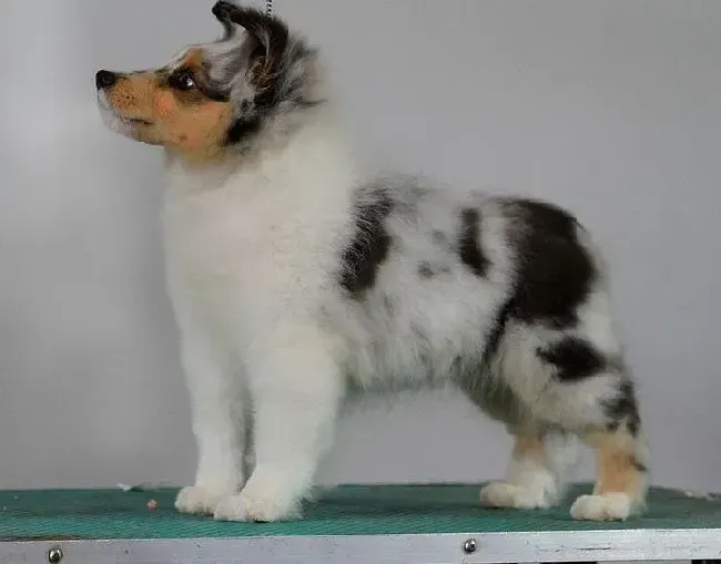 喜乐蒂|我家喜乐蒂犬总喜欢咬人什么毛病