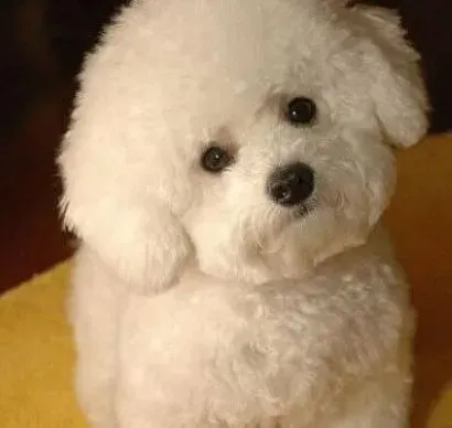 比熊犬|哪些错误是喂养比熊犬时最容易出现的