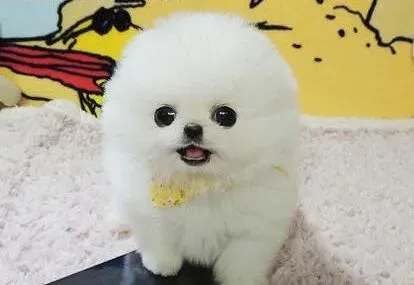 博美犬|哪些食物会毫不留情的夺去博美犬的生命