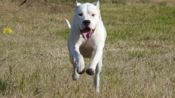 杜高犬|杜高犬感冒生病主人要如何发现处理