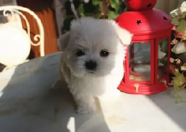 马尔济斯|我家马尔济斯犬怀孕63天了为什么还没生产迹象