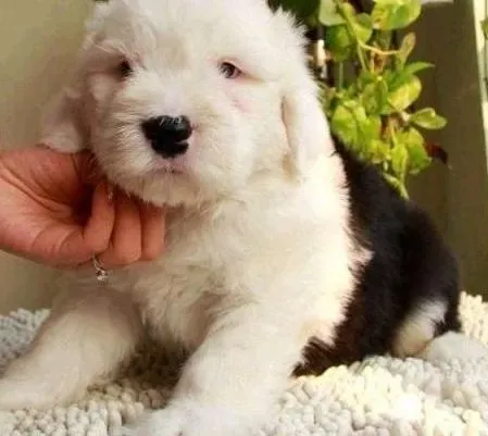 古代牧羊犬|训练古代牧羊犬时要注意哪些细节