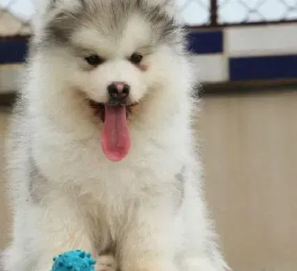 阿拉斯加犬|昨天开始阿拉斯加犬出现拉肚现象如何医治