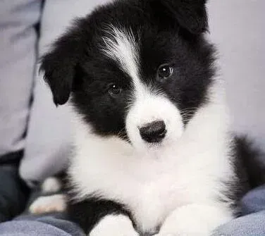 边境牧羊犬|边境牧羊犬有很严重的皮肤病怎么治疗