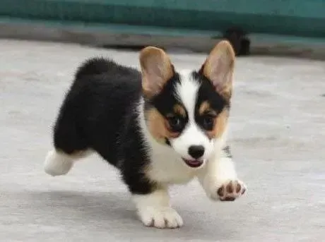 柯基犬|公开讲解导致柯基犬出现呕吐的四大原因