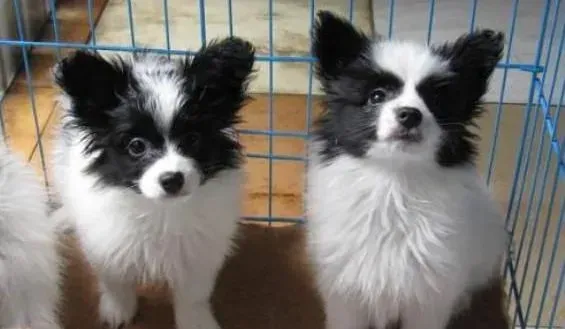 蝴蝶犬|蝴蝶犬患上犬瘟了  这些现象说明好转了吗