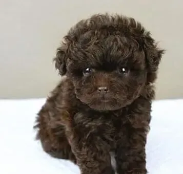 泰迪犬|泰迪犬孕期产检是必不可少的