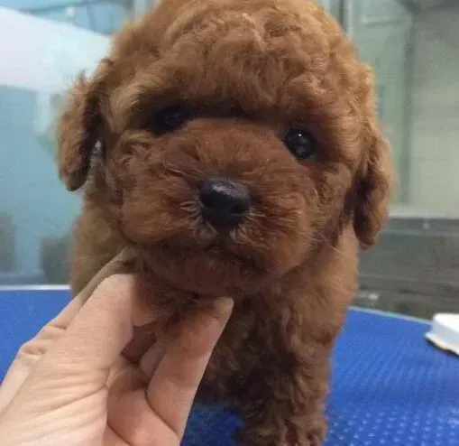 贵宾犬|3个月的贵宾犬脱胎毛长新毛 正常吗