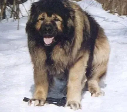 高加索犬|怎样避免高加索犬的牙龈出血