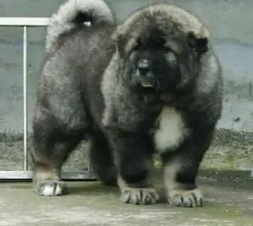 高加索犬|刚买来的高加索犬可不可以洗澡呢