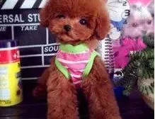 贵宾犬|贵宾犬身上长红疙瘩起皮屑瘙痒怎么办