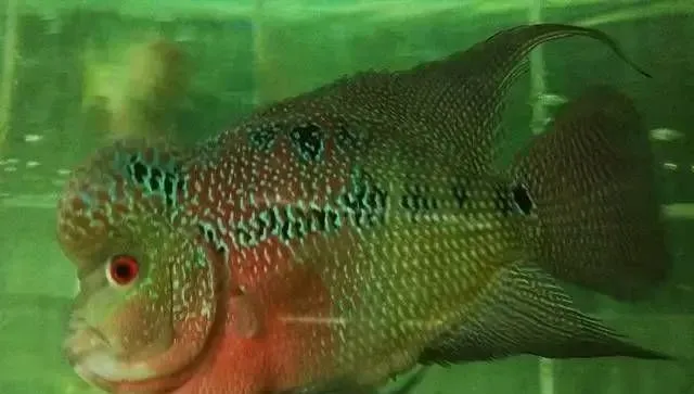 罗汉鱼花罗汉的繁育全过程，看过不后悔
