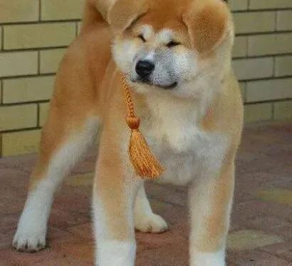 秋田犬|给秋田犬注射疫苗主人如何做好监督工作