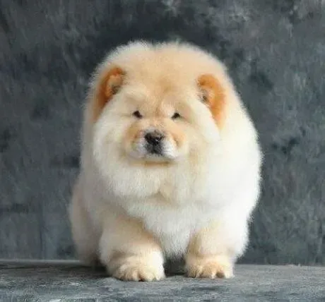 松狮犬|炎炎酷夏松狮犬怎样自行降温解暑