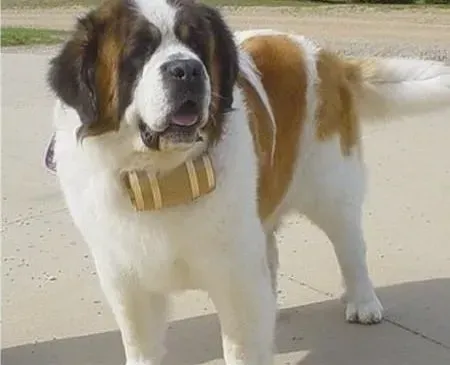圣伯纳犬|想要养好圣伯纳犬请看我的