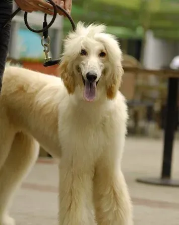 阿富汗猎犬驱虫方法有哪些 多大开始驱虫预防 | 阿富汗猎犬