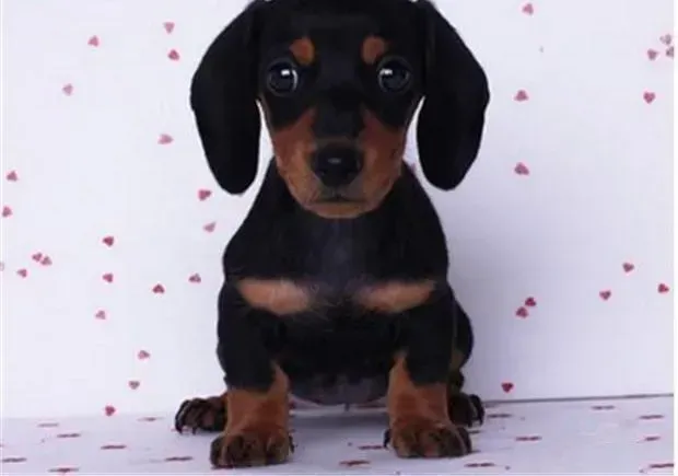 腊肠犬|腊肠犬半夜吐了好几次，是怎么回事