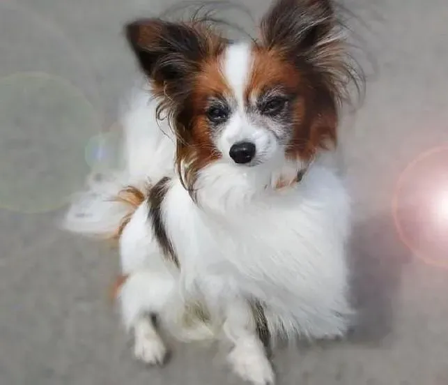 蝴蝶犬|蝴蝶犬的性格你了解吗
