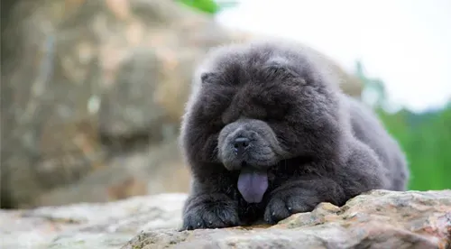 怎样区分松狮犬的年龄 牙齿上区分松狮犬年龄 | 松狮犬