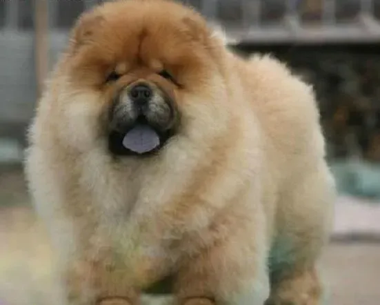 松狮犬|造成松狮犬挑食有哪些重要的原因