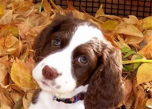 史宾格犬好训练吗 史宾格犬智商高容易训练 | 史宾格犬