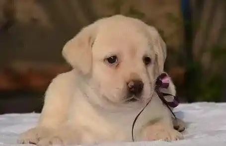 拉布拉多|如何跟拉布拉多犬身上的异味说再见