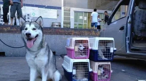 狗狗怎么托运 托运前准备以及注意事项 | 托运
