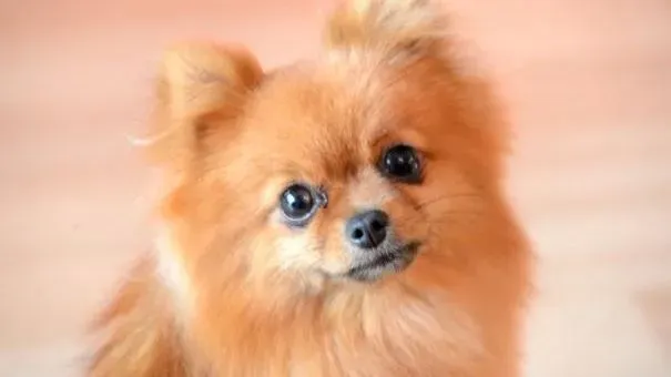 博美犬|新手养博美犬的准备，博美犬的喂养及日常照料