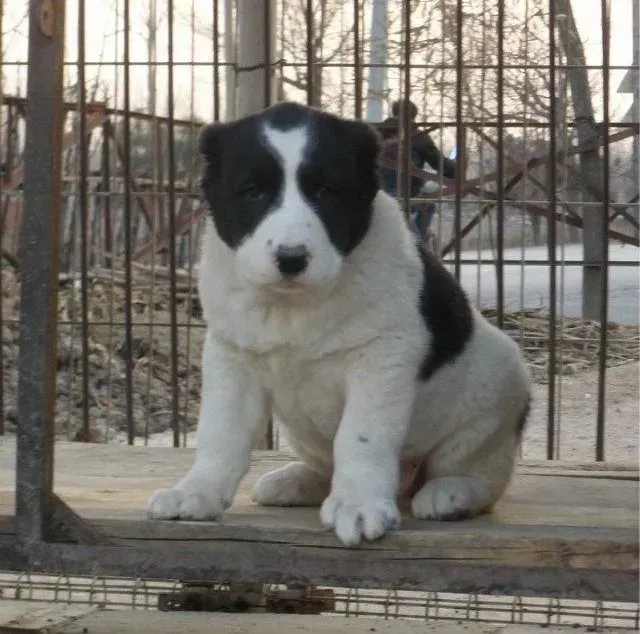 中亚牧羊犬|如何照顾三个月的中亚牧羊犬