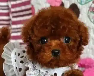 泰迪犬|饲养方法 健康的泰迪犬需要从科学饲养抓起