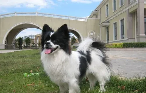蝴蝶犬掉毛怎么办 首先找到掉毛的原因 | 蝴蝶犬