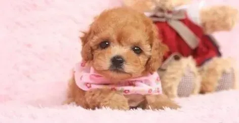 泰迪犬|泰迪犬最近不吃泡软的狗粮请问能吃干狗粮吗