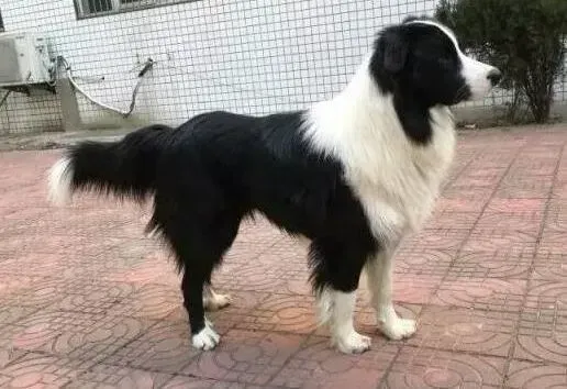 边境牧羊犬|耳朵好用的边境牧羊犬为什么不听我的话