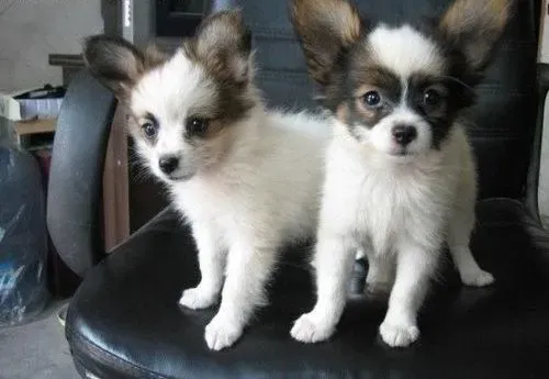 蝴蝶犬|夏季如何给蝴蝶犬补充水分
