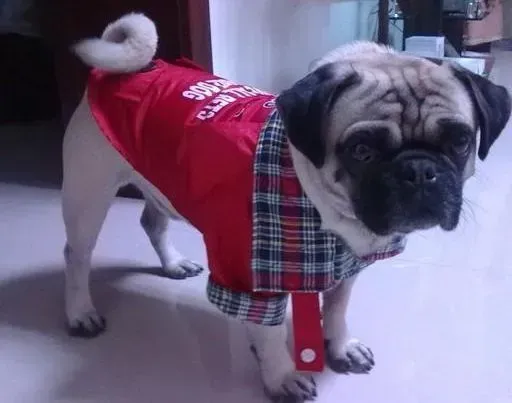 巴哥犬|有关巴哥犬换牙期间护理知识大集合