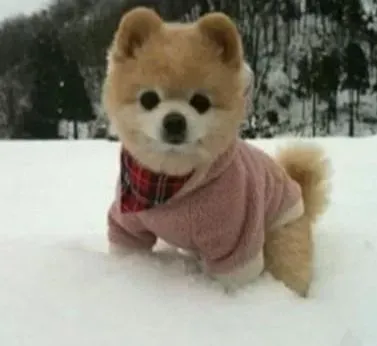 秋田犬|秋田犬怎样表达自己的语言和情绪